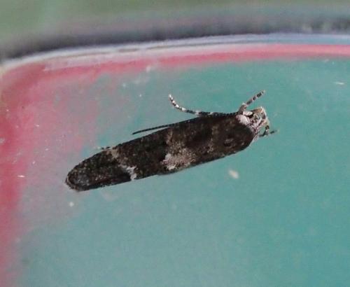 Mompha sp.